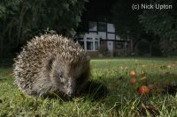 Hedgehog foraging on a suburban lawn at night.